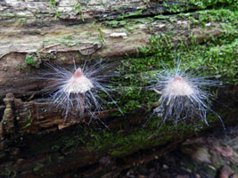 Habitat view as seen on host mushroom growing on rotting fallen log.